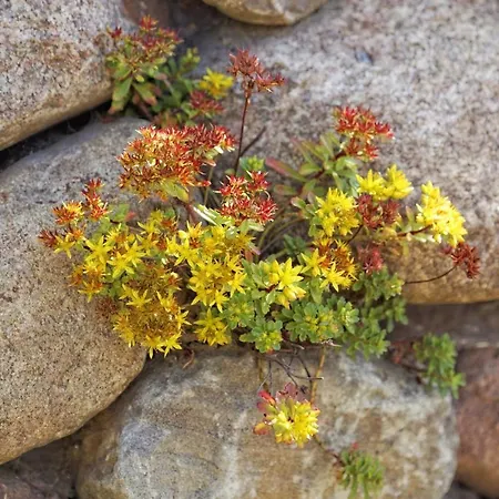 Lotsenstieg 2 Kajuete 07 Dom wakacyjny Karlshagen